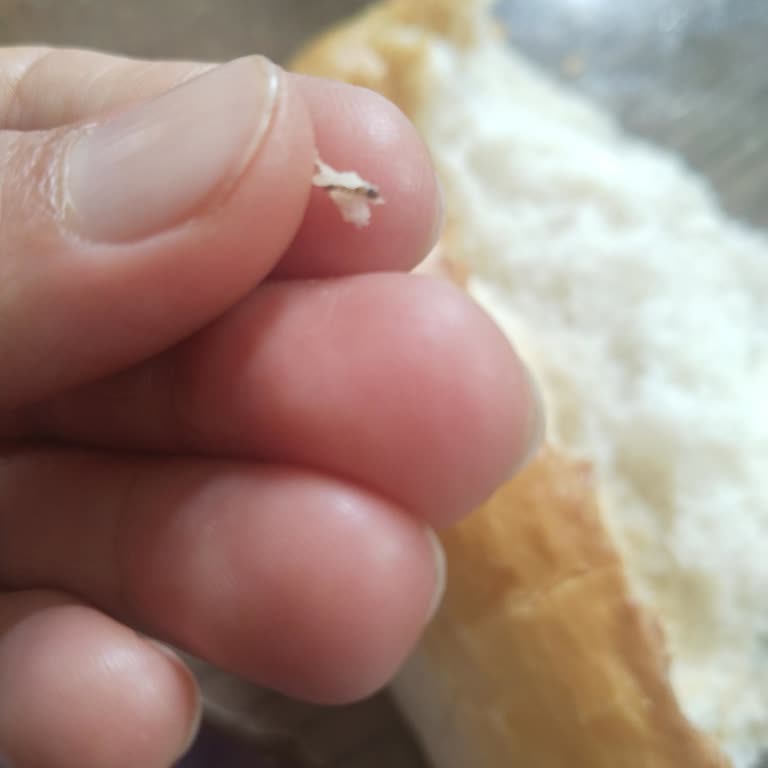 BİM’den Aldığım Ekmekte Kurtçuk Çıktı, Hijyen Sorunları Tekrarlanıyor