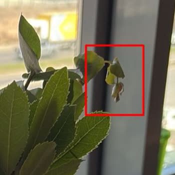 Çiçek Sepeti'nden Gelen Sipariş Mahcup Etti, Ürünler Kötü Durumda Teslim Edildi