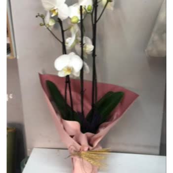 Siparişimdeki Orkide Yanlış Ve Eksik Teslim Edildi, Mağduriyetim Giderilmedi