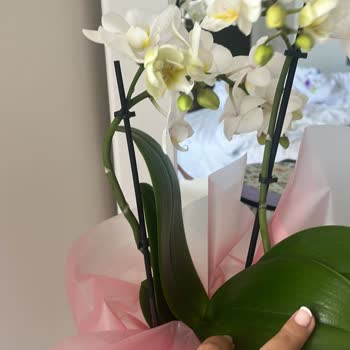 Siparişimdeki Orkide Yanlış Ve Eksik Teslim Edildi, Mağduriyetim Giderilmedi