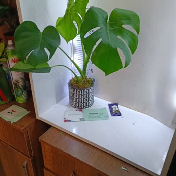 Siparişimdeki Çiçek Görseliyle Teslim Edilen Ürün Arasında Büyük Fark Var, Mağdur Oldum