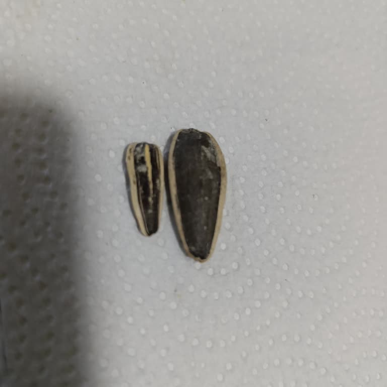 Aldığım Tadım Ayçekirdeği Paketlerinde Kalite Ve Boyut Sorunu