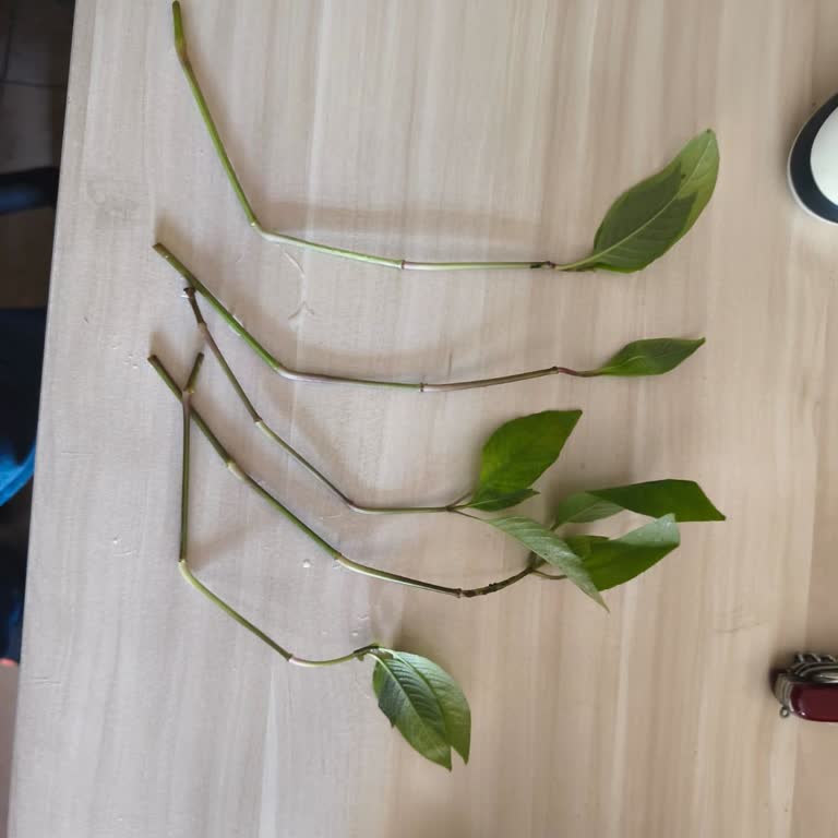 Woof Akvaryum Eksik ve Hasarlı Sipariş Gönderimi