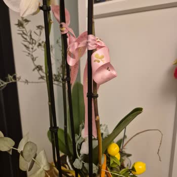 Kuru Orkide Teslimatı Ve İade Talebi