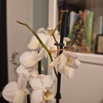 Kuru Orkide Teslimatı Ve İade Talebi