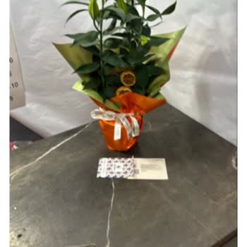 Sipariş Edilen Lilyum Saksı Çiçeği Görselden Farklı Ve Kapalı Tomurcuklu Gönderildi