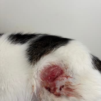 Westvet Veteriner Kliniği'nde İlgisizlik, Yanlış Tedaviyle Bitmeyen Yara Ve Mağduriyet!