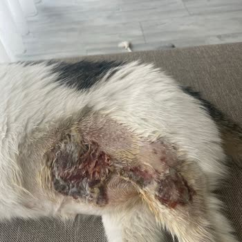 Westvet Veteriner Kliniği'nde İlgisizlik, Yanlış Tedaviyle Bitmeyen Yara Ve Mağduriyet!