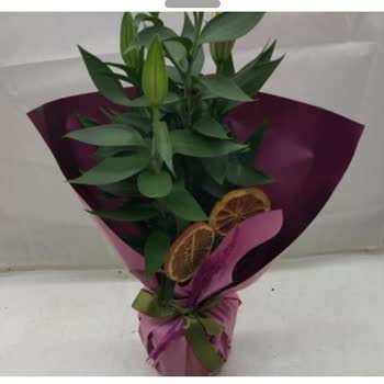 Sipariş Edilen Canlı Lilyumlar Beklentiyi Karşılamadı Ve Hediye Kodu Gönderilmedi