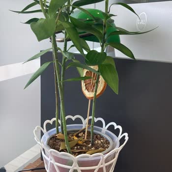 Sipariş Edilen Canlı Lilyumlar Beklentiyi Karşılamadı Ve Hediye Kodu Gönderilmedi