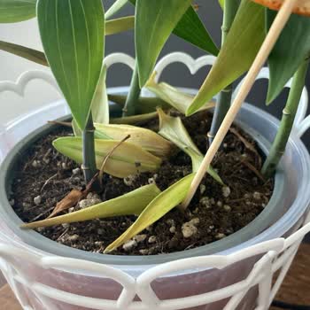 Sipariş Edilen Canlı Lilyumlar Beklentiyi Karşılamadı Ve Hediye Kodu Gönderilmedi