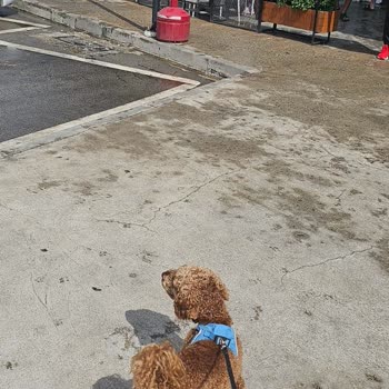 Köpeğimin Bahçeye Alınmaması Nedeniyle Hayal Kırıklığı Yaşadım