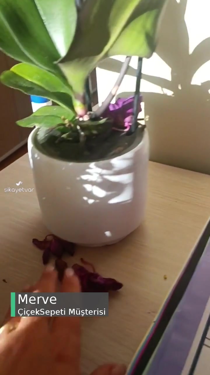 Çiçek Sepeti  Kurumak Üzere Olan Orkide Gönderilmiş! videonun kapak resmi