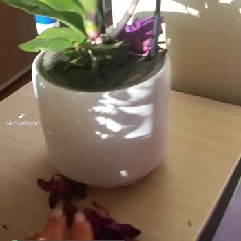 Çiçek Sepeti Kurumak Üzere Olan Orkide Gönderilmiş!