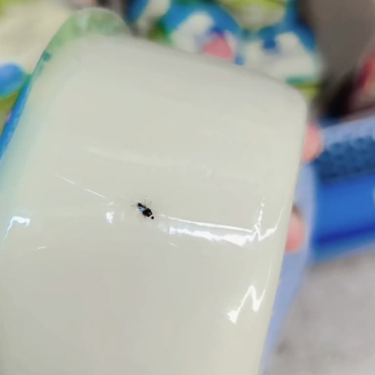 BİM Aldığım Kaşar Peynirinden Böcek Çıktı, Hijyen Konusunda Endişeliyim