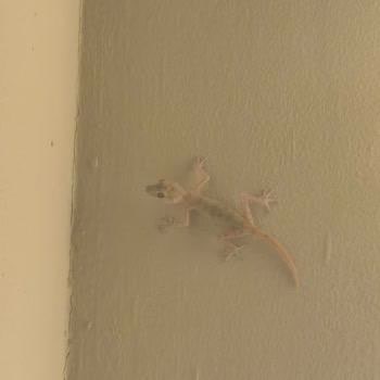 Hijyen Sorunu Ve Mağduriyet: SSC Tur İle Kötü Otel Deneyimi