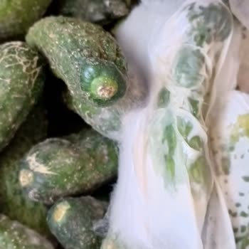 Bozuk Ürün Teslimatı Sonrası İade Sürecinde Mağduriyet Yaşadım