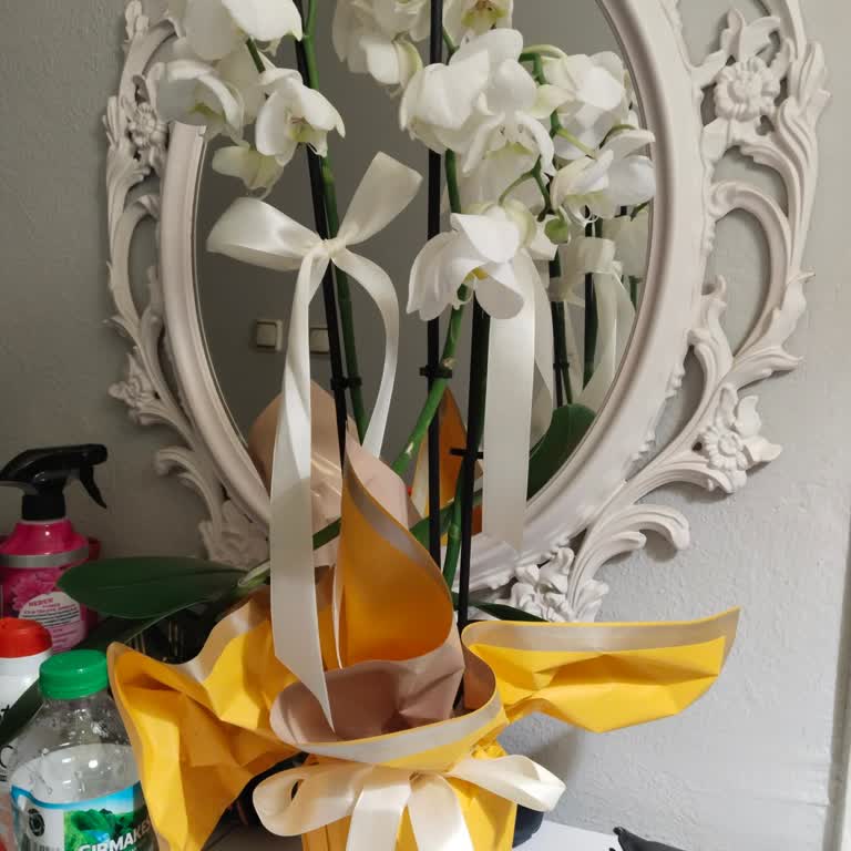 Yanlış Ve Sağlıksız Orkide Gönderimi Sonrası Yetersiz Çözüm