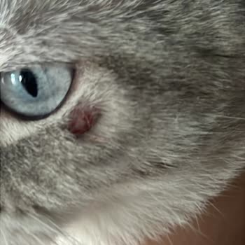 Onurvet Veteriner Kliniği Kullandığımız İlaçlardan Kaynaklı Kedimin Yaralarında Açıklık Oluşmuş!