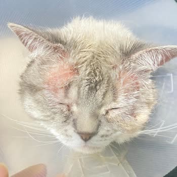 Onurvet Veteriner Kliniği Kullandığımız İlaçlardan Kaynaklı Kedimin Yaralarında Açıklık Oluşmuş!