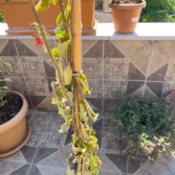 Yanlış Ve Hasarlı Ürün Teslimatı Sonrası İletişim Eksikliği