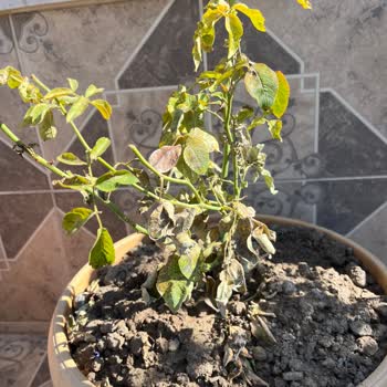 Yanlış Ve Hasarlı Ürün Teslimatı Sonrası İletişim Eksikliği