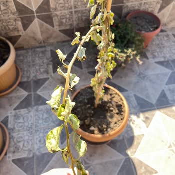 Yanlış Ve Hasarlı Ürün Teslimatı Sonrası İletişim Eksikliği