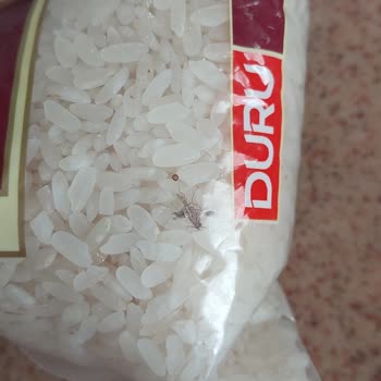 Duru Pirinçte Tekrar Eden Böcek Ve Kurt Sorunu Misafirlerime Rezil Oldum