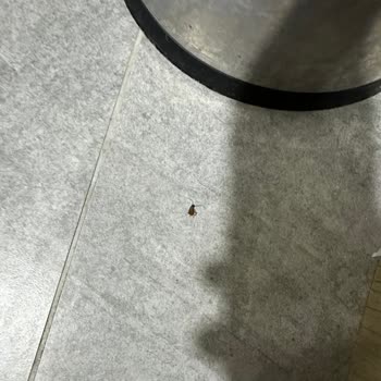 Grand Belish Hotel'de Hijyen Eksikliği Ve Gıda Zehirlenmesi Mağduriyeti