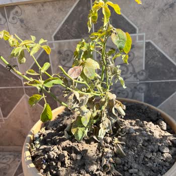 Yanlış Ve Hasarlı Çiçek, İlgisiz Müşteri Hizmeti