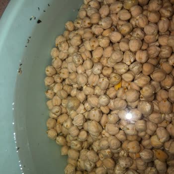 Aldığım Nohuttan Karınca Ve Böcek Çıktı Hijyen Sorunu Yaşadım