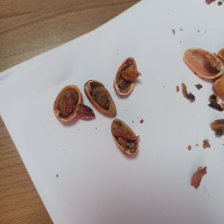 Aldığım Siirt Fıstığı Çürük Ve Kalitesiz Çıktı