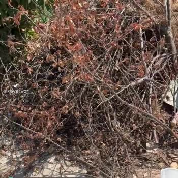 Kartepe Belediyesi Çöpleri Almıyor!