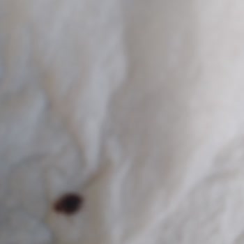 Satın Aldığım Yatak Takımından Kaynaklanan Tahta Kurusu Sorunu Ve Mağduriyetim