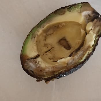 Çürük Avokado Ve Yanmış Ekmek İçin İade Talebim Reddedildi