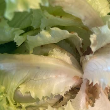 Getirden Aldığım Kıvırcık Çürük Çıktı Ücret İadesi Yapılmıyor