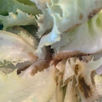 Getirden Aldığım Kıvırcık Çürük Çıktı Ücret İadesi Yapılmıyor