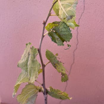 Canlı Ve Sağlıklı Fidan Beklerken Kurumuş Ve Hasarlı Ürünler Geldi, Firma Çözüm Sunmadı