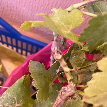 Canlı Ve Sağlıklı Fidan Beklerken Kurumuş Ve Hasarlı Ürünler Geldi, Firma Çözüm Sunmadı