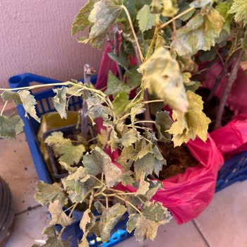 Canlı Ve Sağlıklı Fidan Beklerken Kurumuş Ve Hasarlı Ürünler Geldi, Firma Çözüm Sunmadı