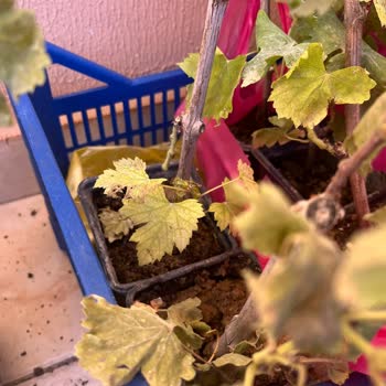 Canlı Ve Sağlıklı Fidan Beklerken Kurumuş Ve Hasarlı Ürünler Geldi, Firma Çözüm Sunmadı