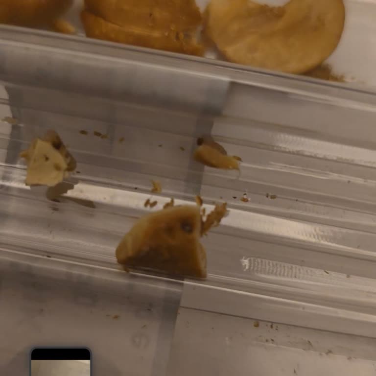 Aldığım Kuruyemiş Paketinden Canlı Kurt Çıktı, Markadan Dönüş Alamadım