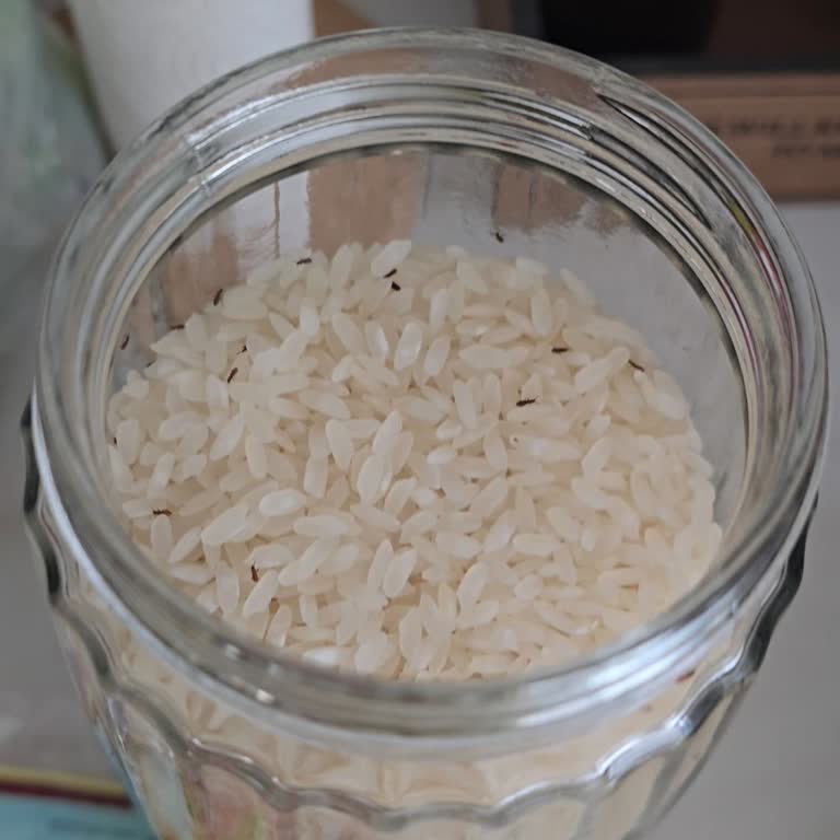 Duru Pirinçte Yoğun Böcek İstilası Ve Hayal Kırıklığı Yaşadım