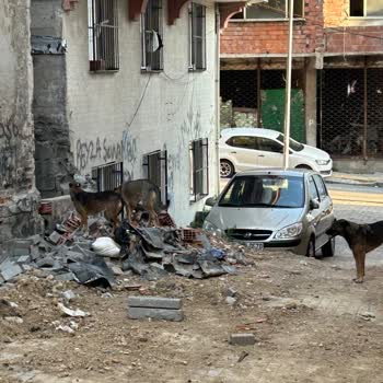 Saldırgan Sokak Hayvanları Nedeniyle Mahallede Güvenlik Endişesi Ve Belediyeden Acil Çözüm Talebi