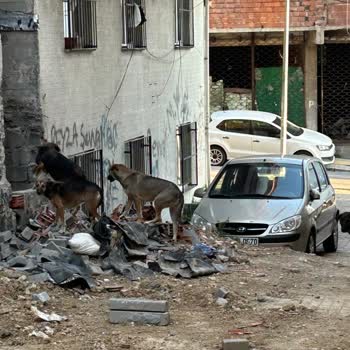 Saldırgan Sokak Hayvanları Nedeniyle Mahallede Güvenlik Endişesi Ve Belediyeden Acil Çözüm Talebi