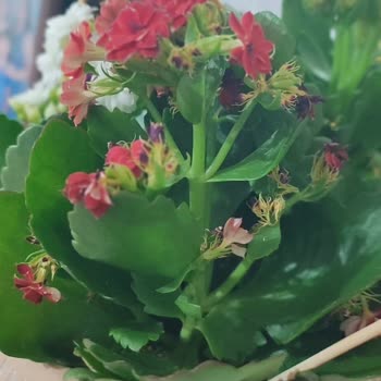 Çiçek Sepeti'nden Solmuş Ve Kurumuş Çiçek Teslimatı, Yetersiz Çözüm