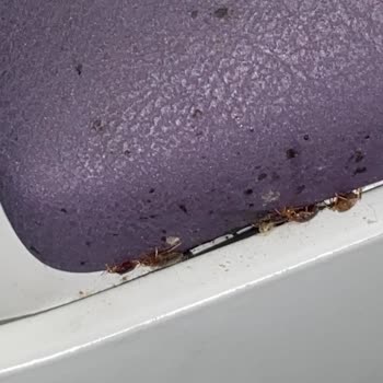 Nöroloji Servisinde Hijyen Eksikliği Ve Böcek Sorunu Mağduriyeti