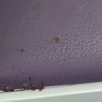 Nöroloji Servisinde Hijyen Eksikliği Ve Böcek Sorunu Mağduriyeti