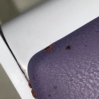 Nöroloji Servisinde Hijyen Eksikliği Ve Böcek Sorunu Mağduriyeti