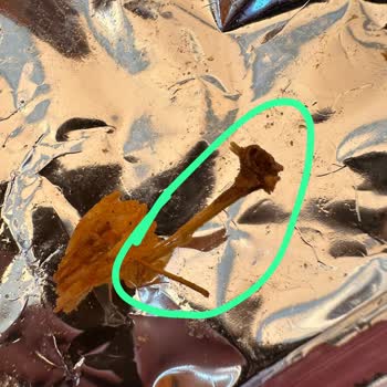 Ruffles Ketçaplı Cips Paketinden Böcek Çıkması Nedeniyle Yaşanan Rahatsızlık